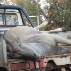 cape eland bull south africa