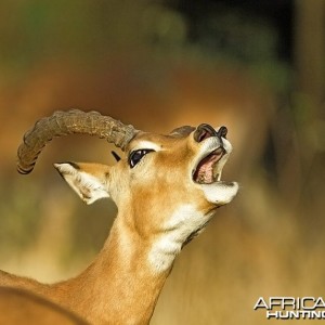 Impala ram at Kruger National Park