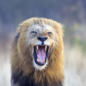 Lion at Kruger National Park