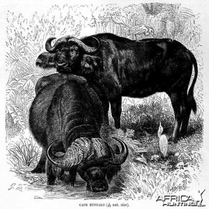 Cape Buffalo