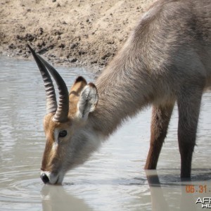 Waterbuck