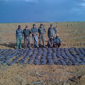 Wingshooting in South Africa