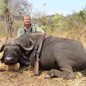 Cape Buffalo