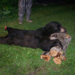 My First Black Bear