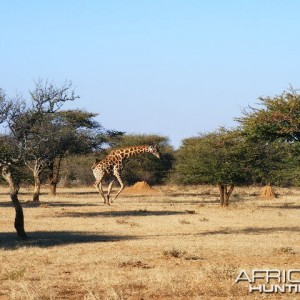 Giraffe running