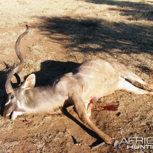 Hunting Greater Kudu in Namibia