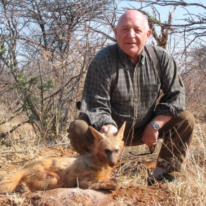 Hunting Aardwolf in Namibia