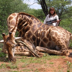 Hunting Giraffe in Namibia