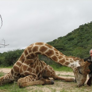 Hunting Giraffe in Namibia