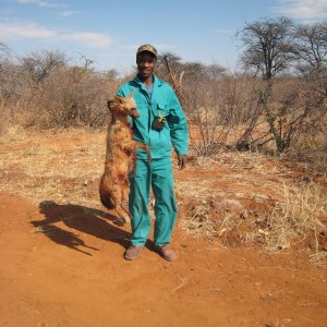 Hunting Aardwolf in Namibia