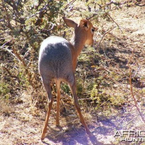 Damara Dik-Dik Namibia