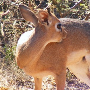 Damara Dik-Dik Namibia