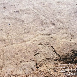 Rock carvings at Ozondjahe Hunting Safaris, Namibia