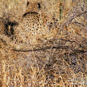 Trapped Cheetah in Namibia