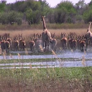 Thundering herd... Giraffe, Eland, Zebra, Impala...