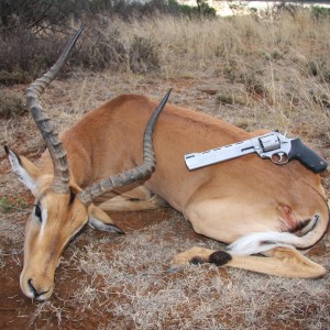 Impala... South Africa