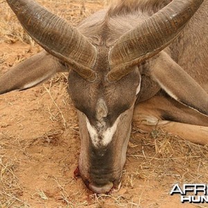 The old boy had a third horn in the middle of his forehead