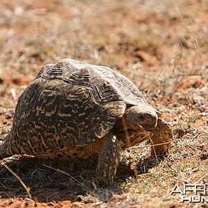 One of several tortises we saw, South Africa