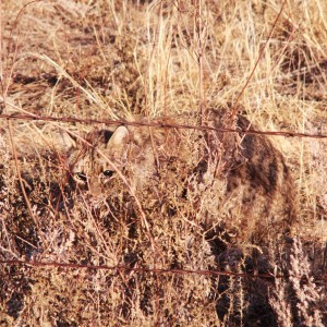 Bobcat