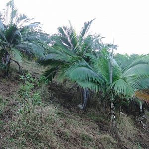 Hunting grounds overlook in Mauritius