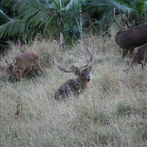 Bowhunting Rusa Deer in Mauritius