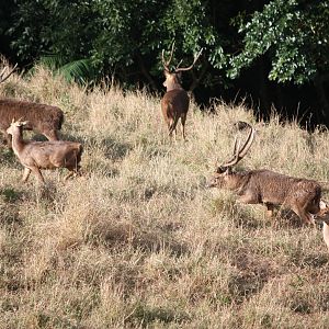 Bowhunting Rusa Deer in Mauritius