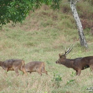 Bowhunting Rusa Deer in Mauritius