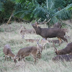 Bowhunting Rusa Deer in Mauritius