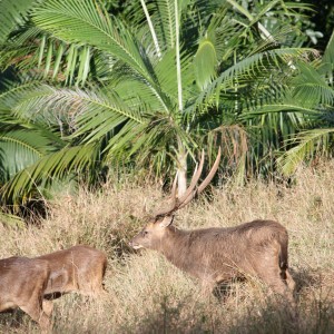 Bowhunting Rusa Deer in Mauritius