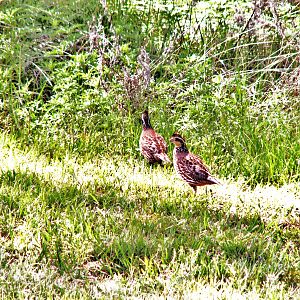 Quails