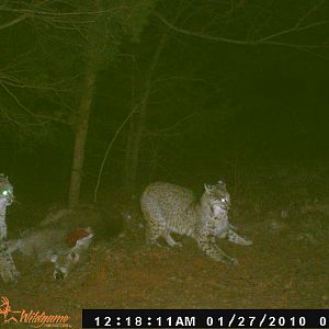 Trail Cam Pics