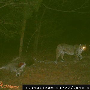 Trail Cam Pics