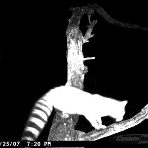 Genet on Leopard Bait at Ozondjahe Safaris Namibia