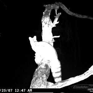 Genet on Leopard Bait at Ozondjahe Safaris Namibia