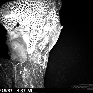 Leopard on Bait in Namibia