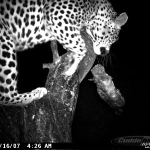 Leopard on Bait in Namibia