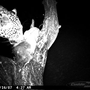 Leopard on Bait in Namibia