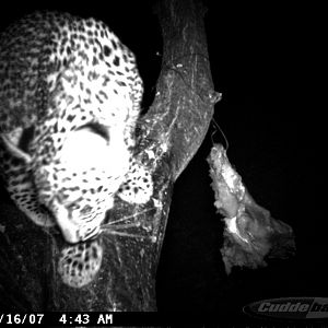 Leopard on Bait in Namibia