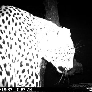 Leopard on Bait in Namibia