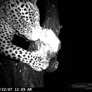 Leopard on Bait in Namibia