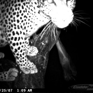 Leopard on Bait in Namibia