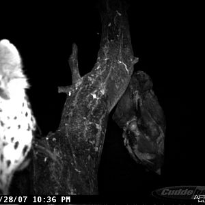 Leopard on Bait in Namibia