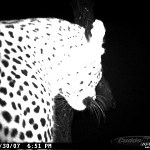 Leopard on Bait in Namibia