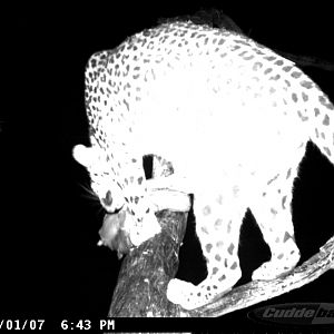 Leopard on Bait in Namibia