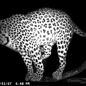 Leopard on Bait in Namibia