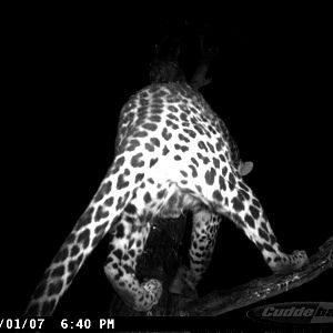 Leopard on Bait in Namibia