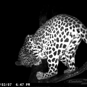 Leopard on Bait in Namibia