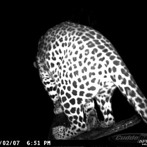 Leopard on Bait in Namibia