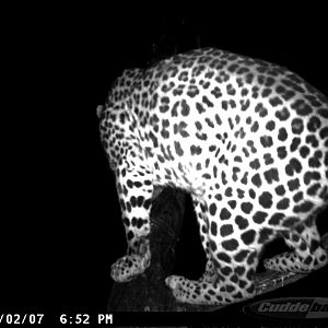 Leopard on Bait in Namibia