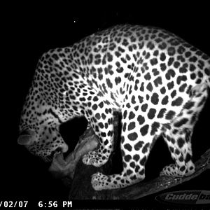 Leopard on Bait in Namibia